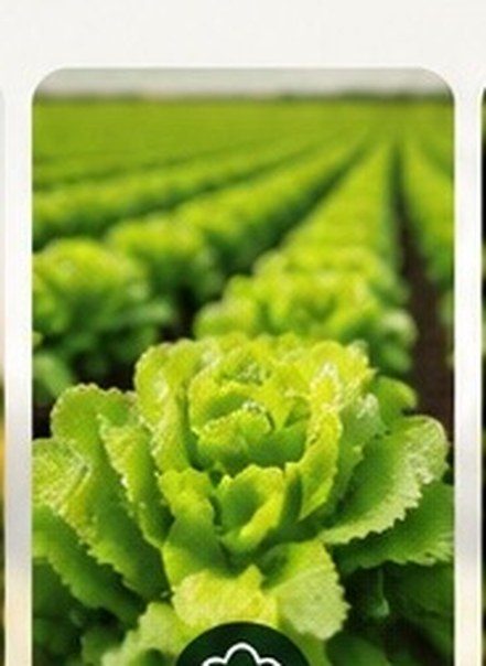 Cultivo hortícola de hoja: sensible a la humedad y la temperatura al momento de pulverizar