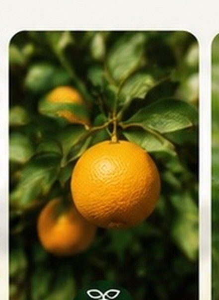 Frutal cítrico: la fertilización foliar corrige deficiencias de micronutrientes con rapidez
