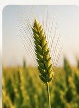 Cultivo de cereales