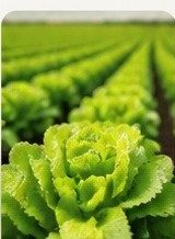 Cultivo de hortícolas