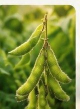 Cultivo de oleaginosas