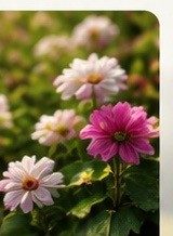 Cultivo de ornamentales y florales